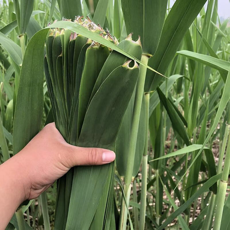 [当天采摘]新鲜芦苇叶新鲜粽叶农家粽子叶包粽子的叶子【5月20日发完