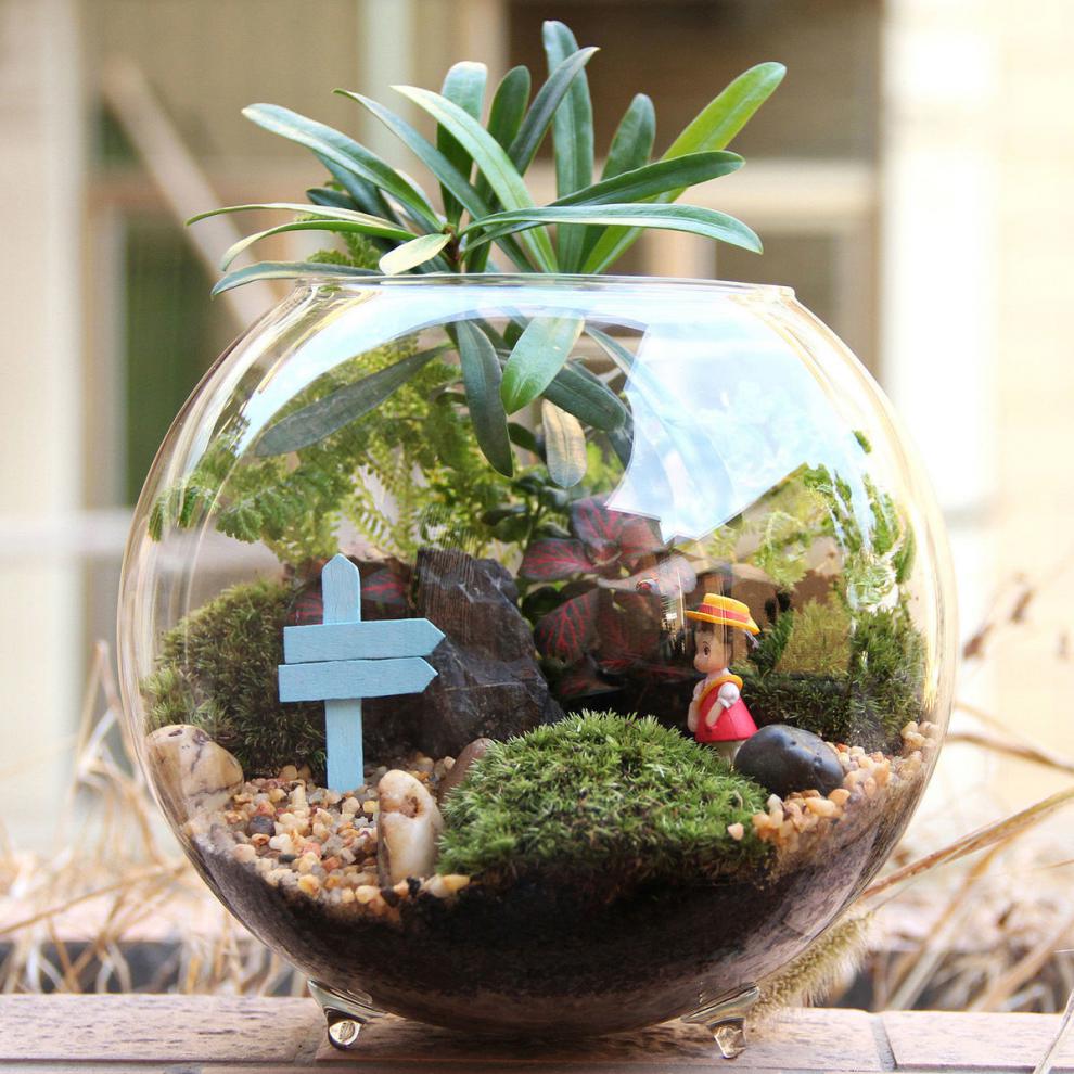 微观苔藓绿植物玻璃微景观组合盆栽生态瓶diy材料包盆景套装润景苹果