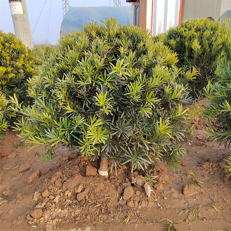 槿骁雀舌罗汉松落地球矮杆棒棒糖造型四季常青别墅庭院植物落地球冠幅