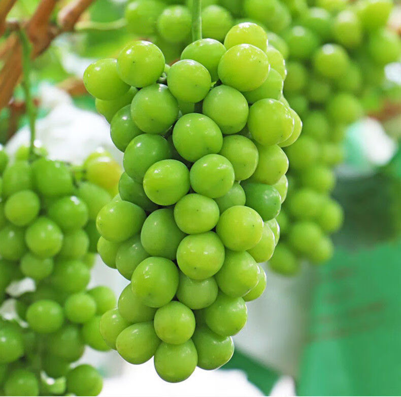 水果 葡萄/提子 采缇(caiti) 【顺丰空运】阳光玫瑰葡萄香印青提子青