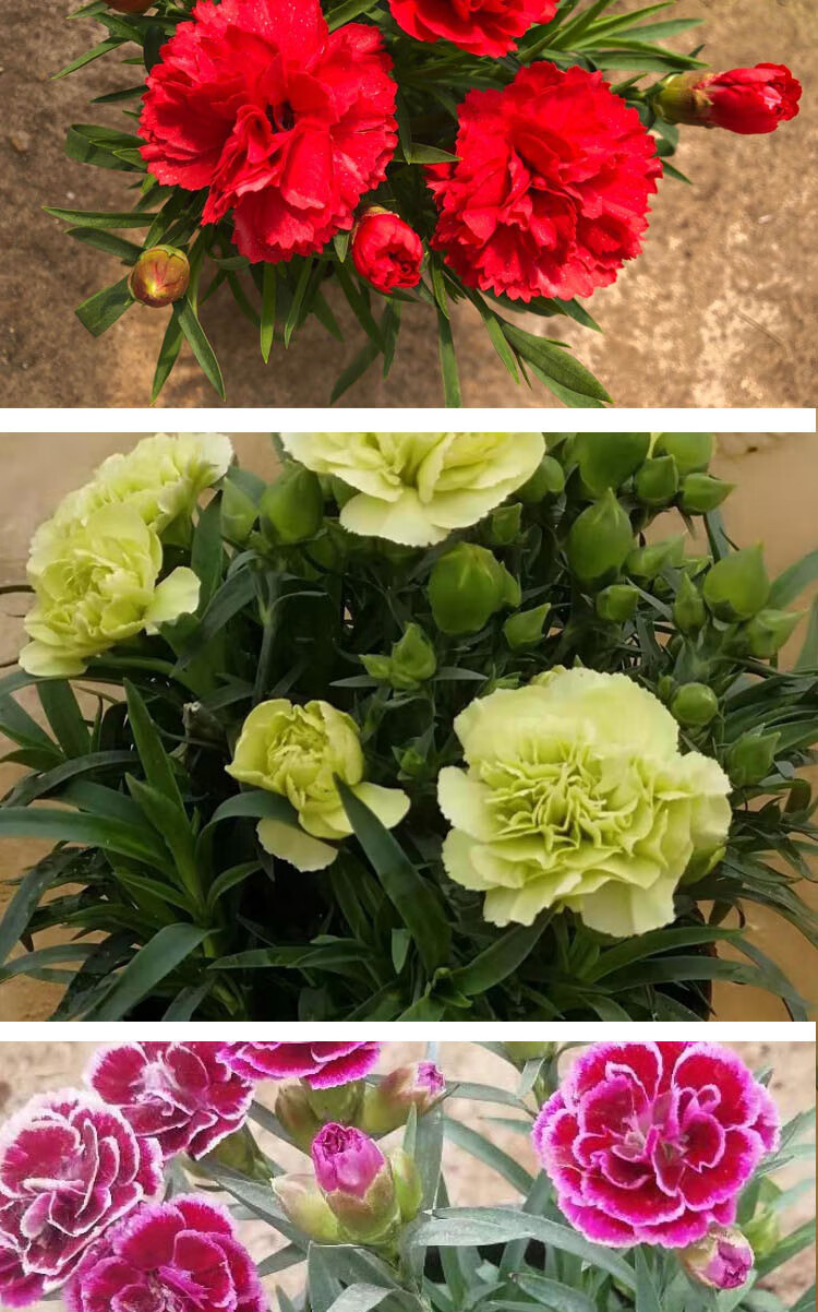 盆栽花康乃馨盆栽重瓣庭院大花苗室内绿植石竹观花办公室 七天无理由