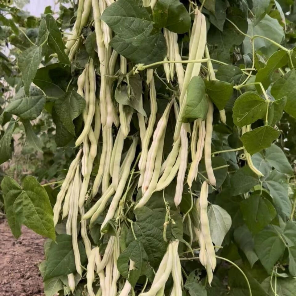【精品绿植】九粒白芸豆高产摘不败芸豆白不老豆角春夏秋蔬菜 【九粒