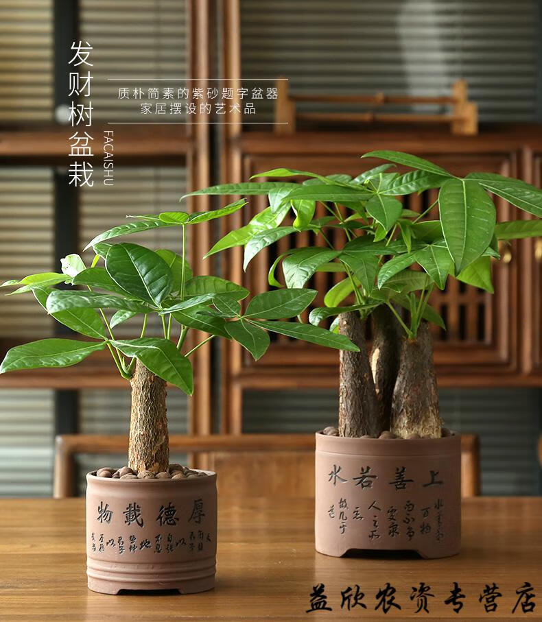 发财树盆栽小盆景发财树室内盆栽植物摆件客厅美观绿植 厚德[5福]发财