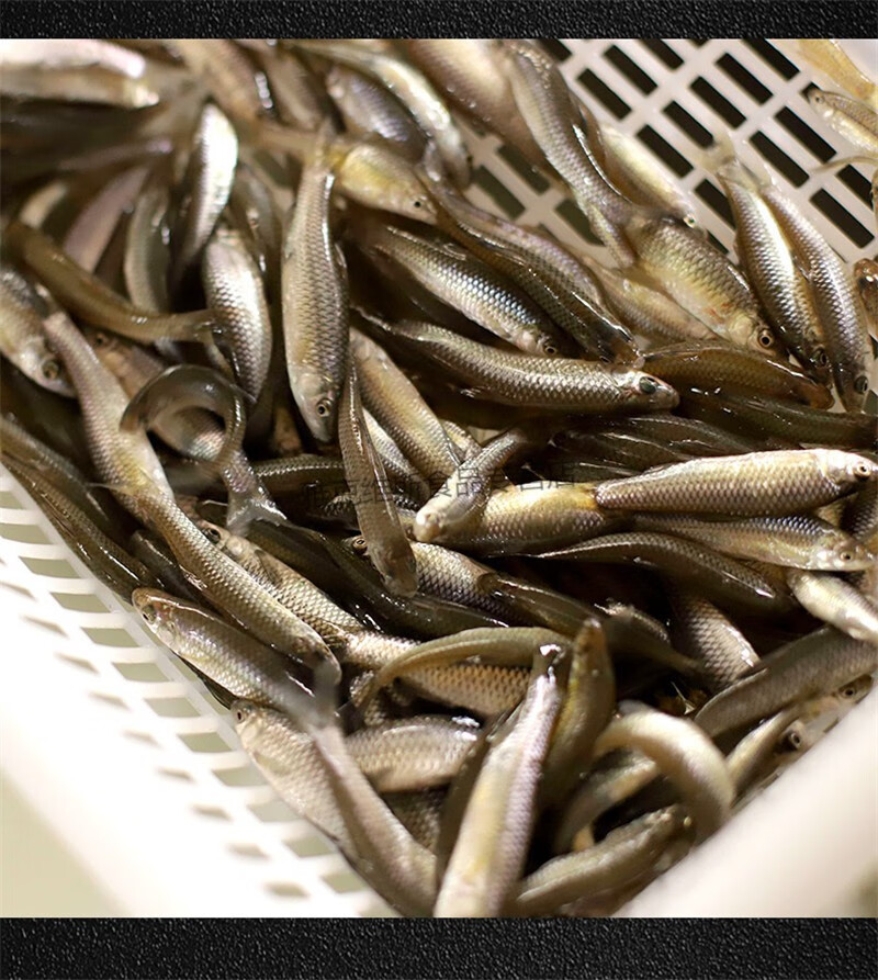 淡水魚麥穗魚鮮活冷凍小石魚白條小青魚小鯽魚喂龍魚龜3斤