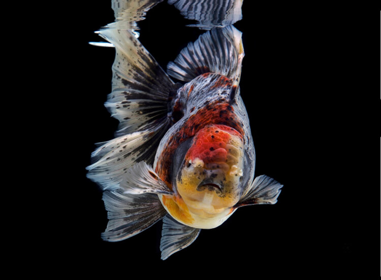 百褶金鱼精品活鱼进口f1泰狮红白菠萝泰师百褶裙好养包活国粹 黑色 10