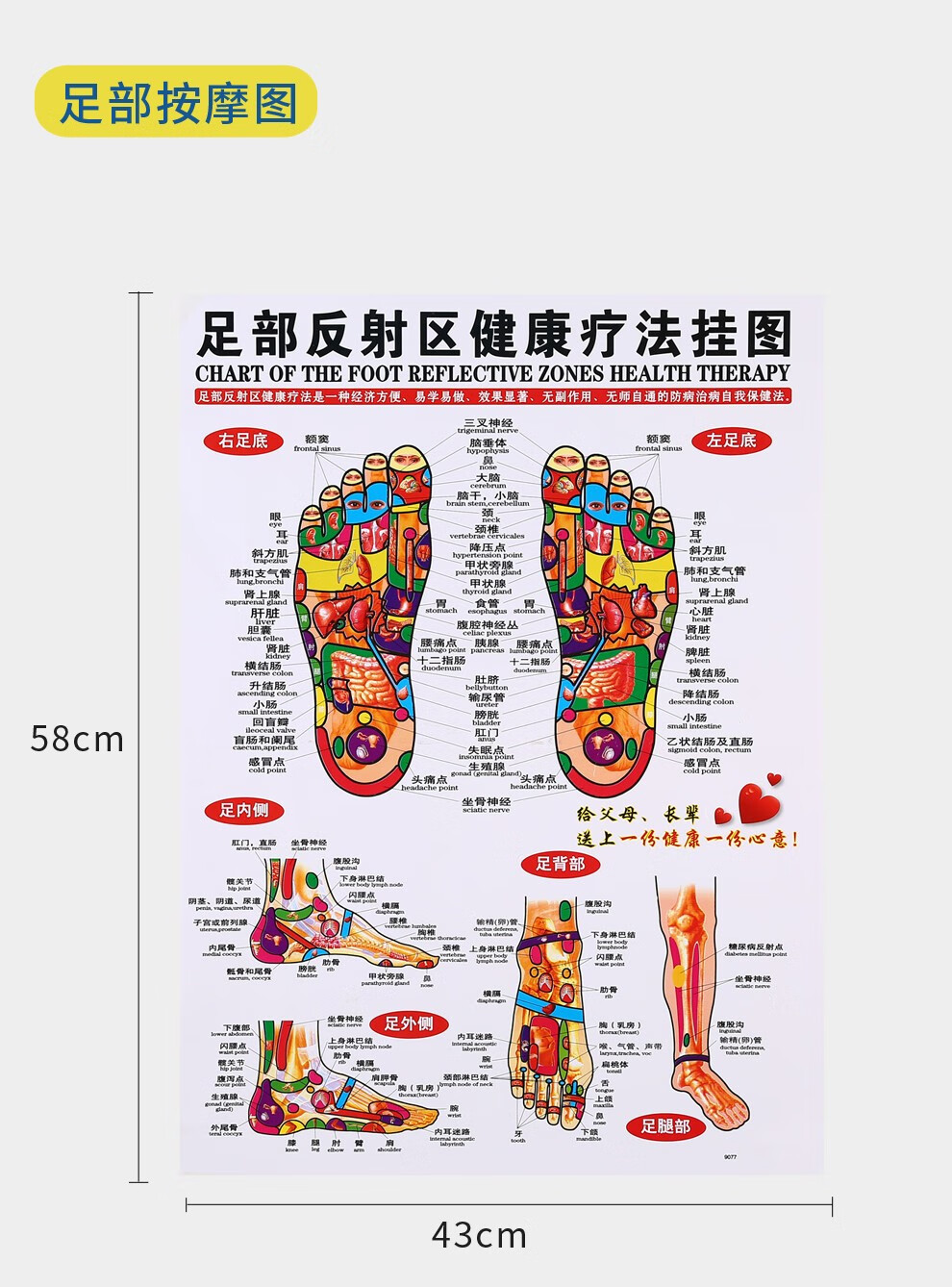足部人体穴位图 艾灸经穴部位图 人体经穴部位图 头部按摩图 人体经络