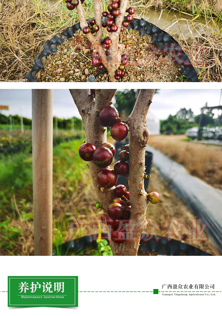 花姬 艾斯卡嘉宝果红钻树葡萄家庭阳台庭院盆栽水果树苗 艾斯卡嫁接苗