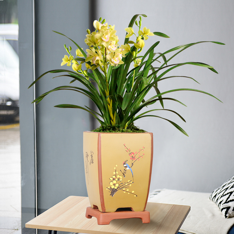 精品紫砂兰花盆君子兰带托盘兰草盆景陶瓷盆栽室内兰花专用盆 大德号