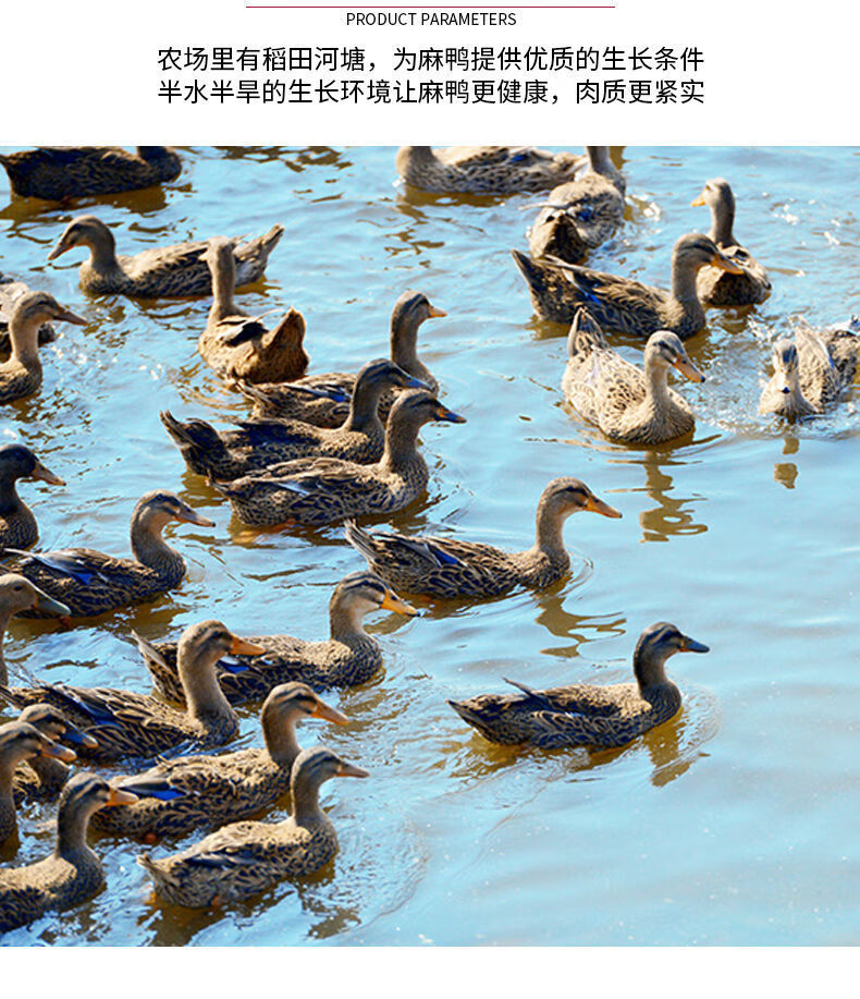 养1000旱鸭成本多少 养旱鸭1000只利润和成本