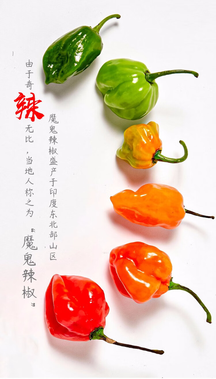 农之子魔鬼辣椒种子特辣超辣变态辣椒苗黄魔鬼辣椒种子1000粒装