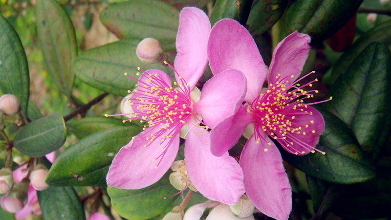 康中尊广西山稔子干捻子干岗捻子干桃金娘干果山念果泡酒500g