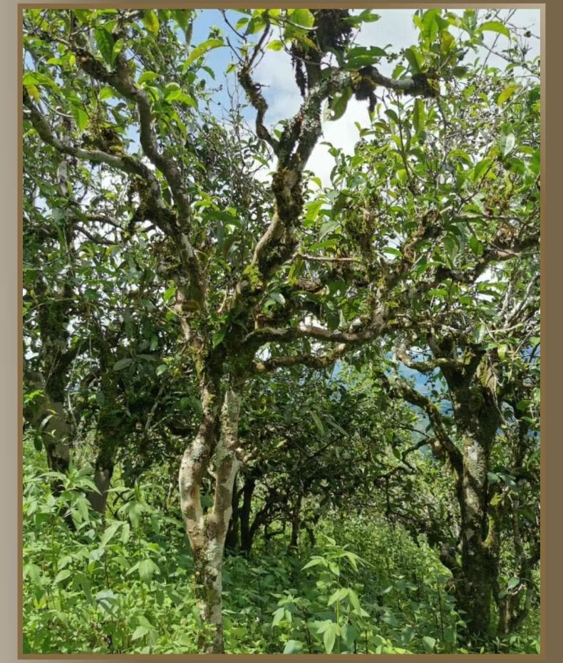 薄荷糖村屿薄荷塘古树茶生茶生普茶纯料普洱饼生茶薄荷糖357g
