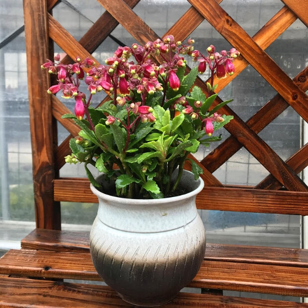 槿骁长寿宫灯盆栽带花长寿花植物花卉灯笼花宫灯长寿花盆栽花期长耐活