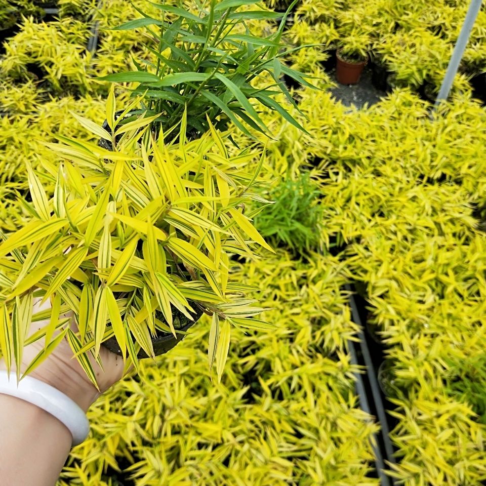 雨花蝶 迷你黄金姬翠竹 进口【黄金姬竹】 竹型矮小叶色耀眼金黄.