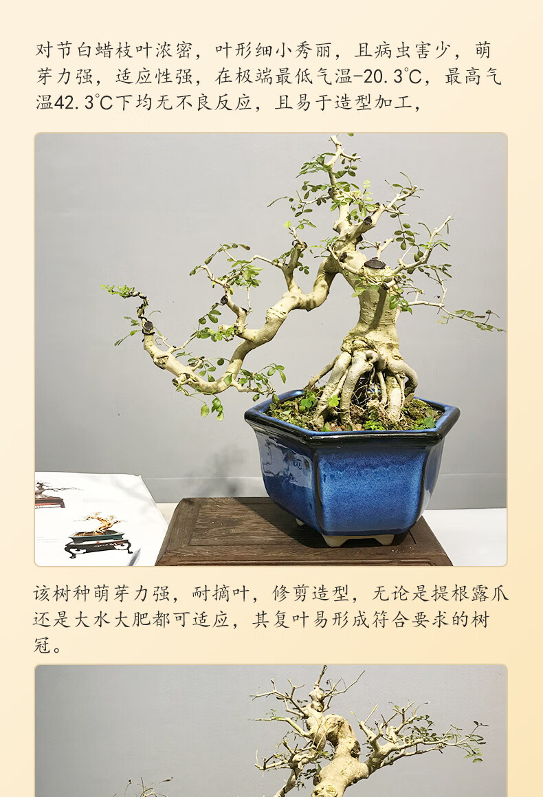 精品造型提根老樁對節白蠟盆景懸崖式盆栽室內綠植物淨化空氣花卉j17