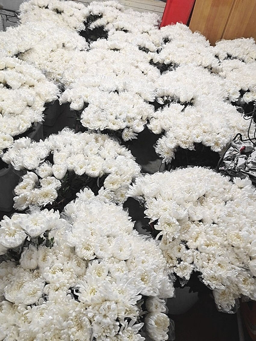 黄菊白菊基地鲜花批发零售菊花祭奠上坟祭祖 白菊19支一支包装【图片