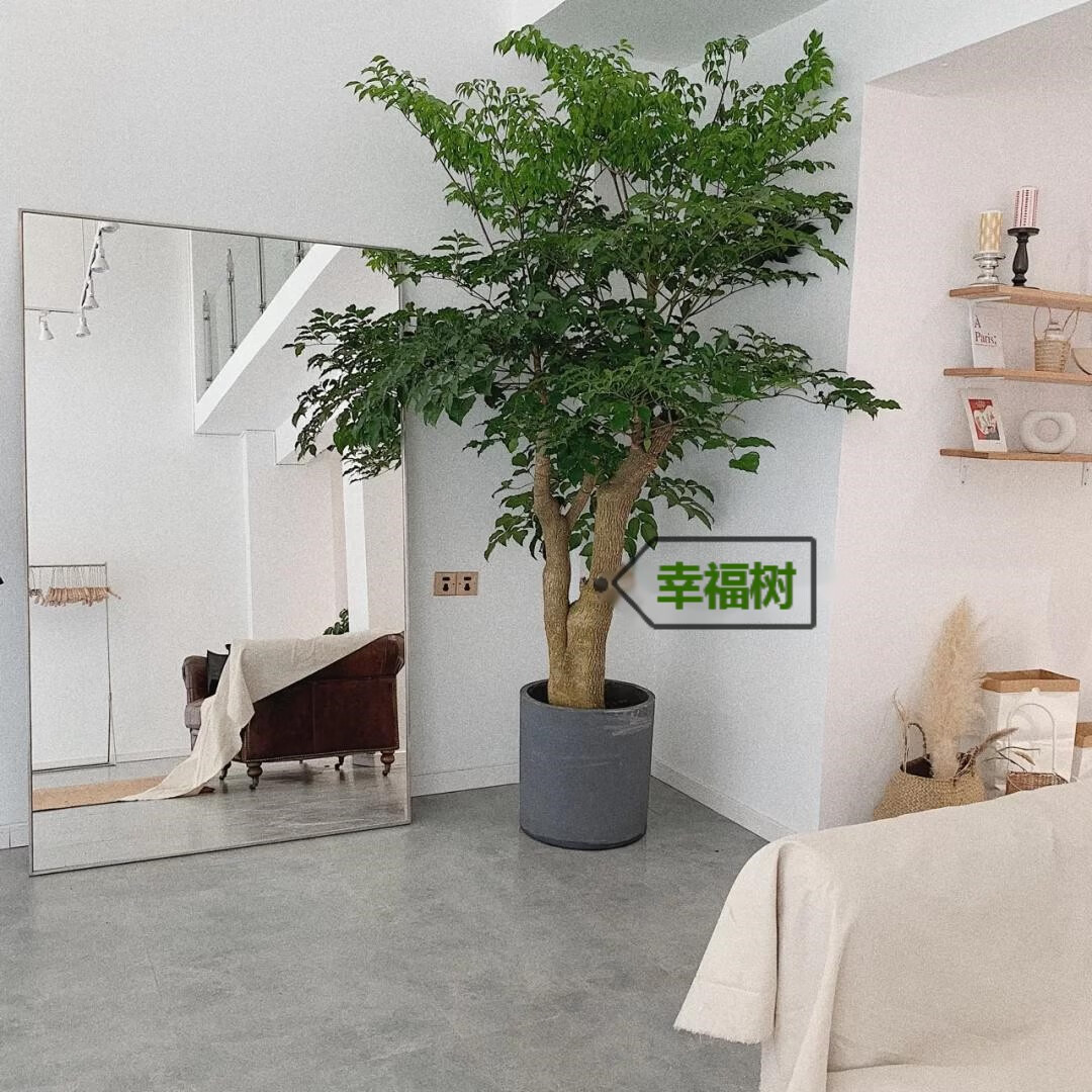 水无怜奈 幸福树多头盆栽幌伞枫室内大型绿植办公室净化空气吸甲醛大