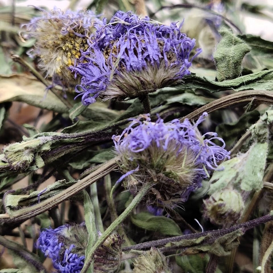 北京同仁堂原料云南红河野生中药材灯盏花整颗灯盏花