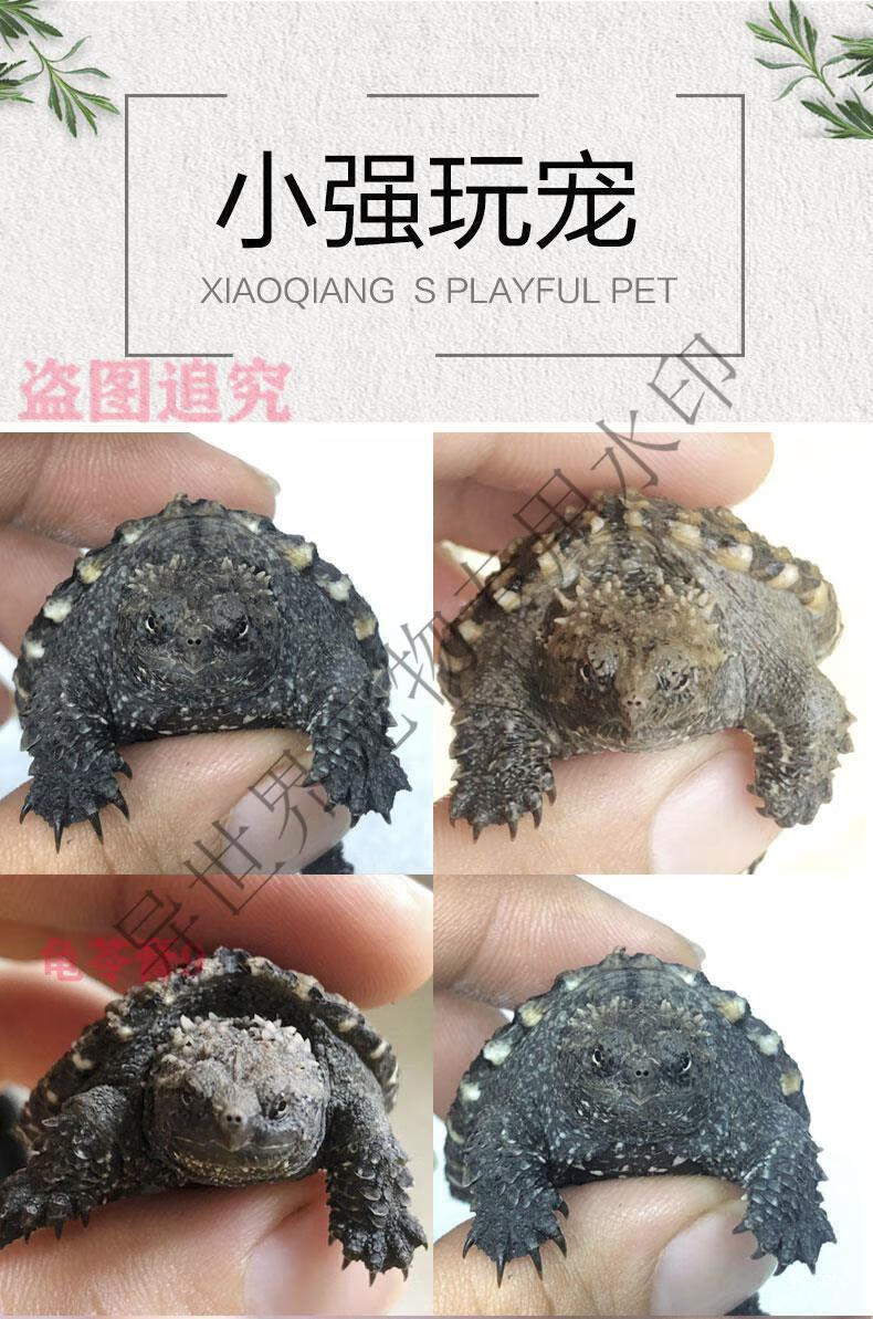 小强玩宠超爆刺纯佛鳄龟苗小鳄龟活体佛鳄龟北美杂佛乌龟活体龟缸