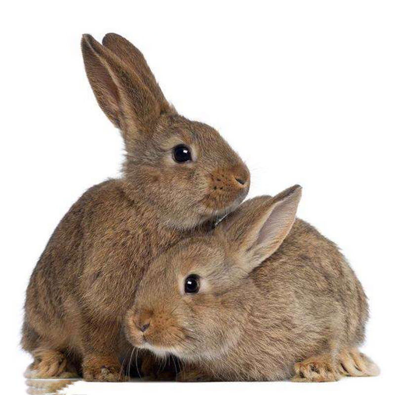 【京选推荐】大型散养肉兔纯种比利时小白兔子活幼兔苗新西兰成年种兔