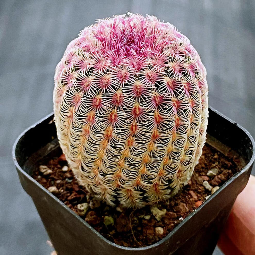 实生红太阳仙人球开花多肉盆栽稀有紫太阳仙人柱室内小盆栽 采缇 实生