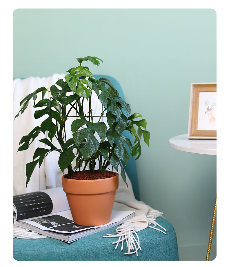 姬龟背小叶龟背竹爬藤盆栽植物绿植好养活室内 110#姬龟背/单株【原盆