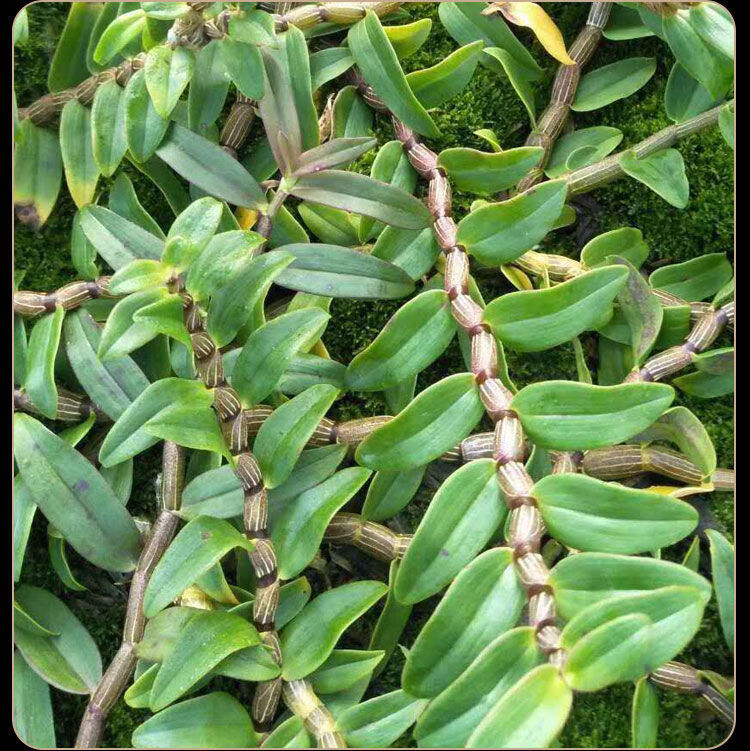伟博霍山铁皮石斛鲜条安徽野外生长新鲜枫斗食用米斛现剪现发嘉万滋补
