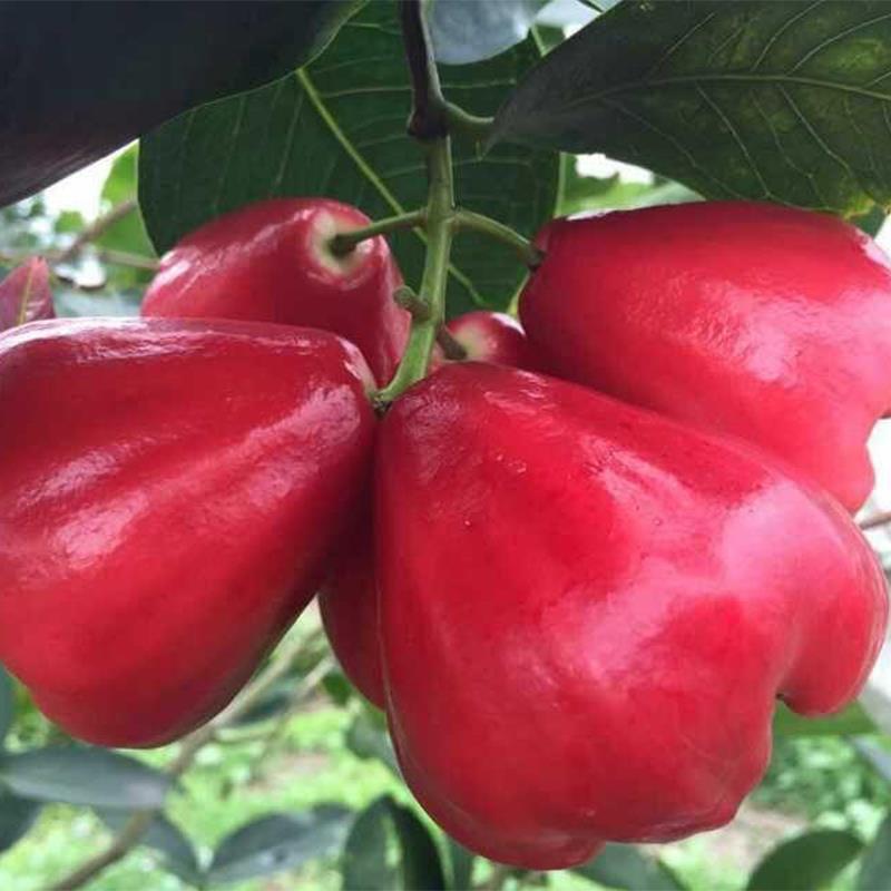 海南金刚莲雾新鲜水果莲雾果肉质细腻肥厚多汁甘甜可口多汁味甜2斤带