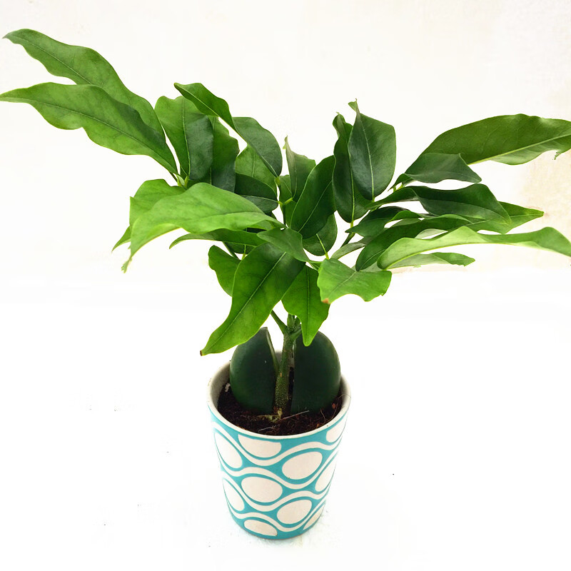 开心果小盆栽又名必思答绿仁果室内阳台趣味耐养桌上花卉绿植 开心果