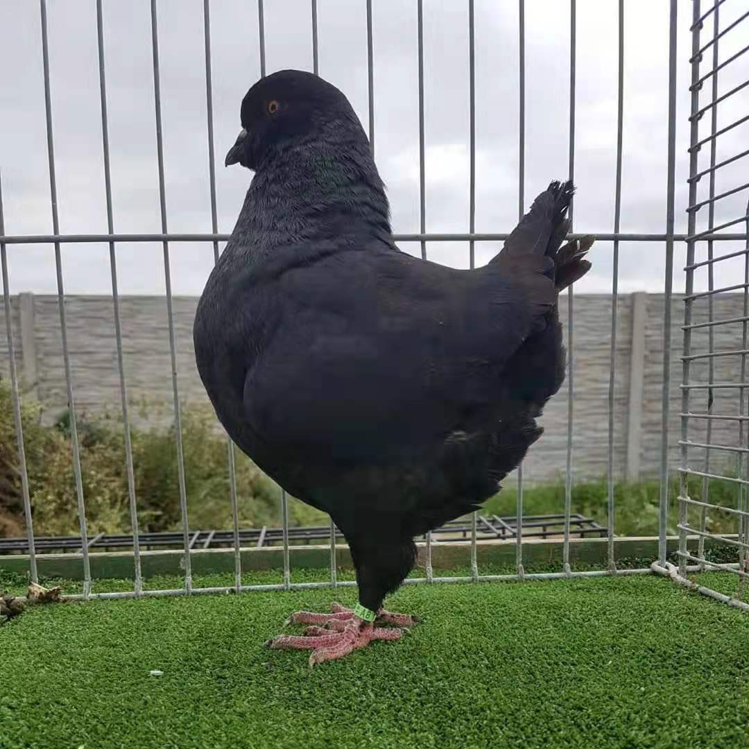 种鸽特大型活体下蛋鸽观赏鸽鸟一对公斤鸽子 黑色青年元宝一对【图片