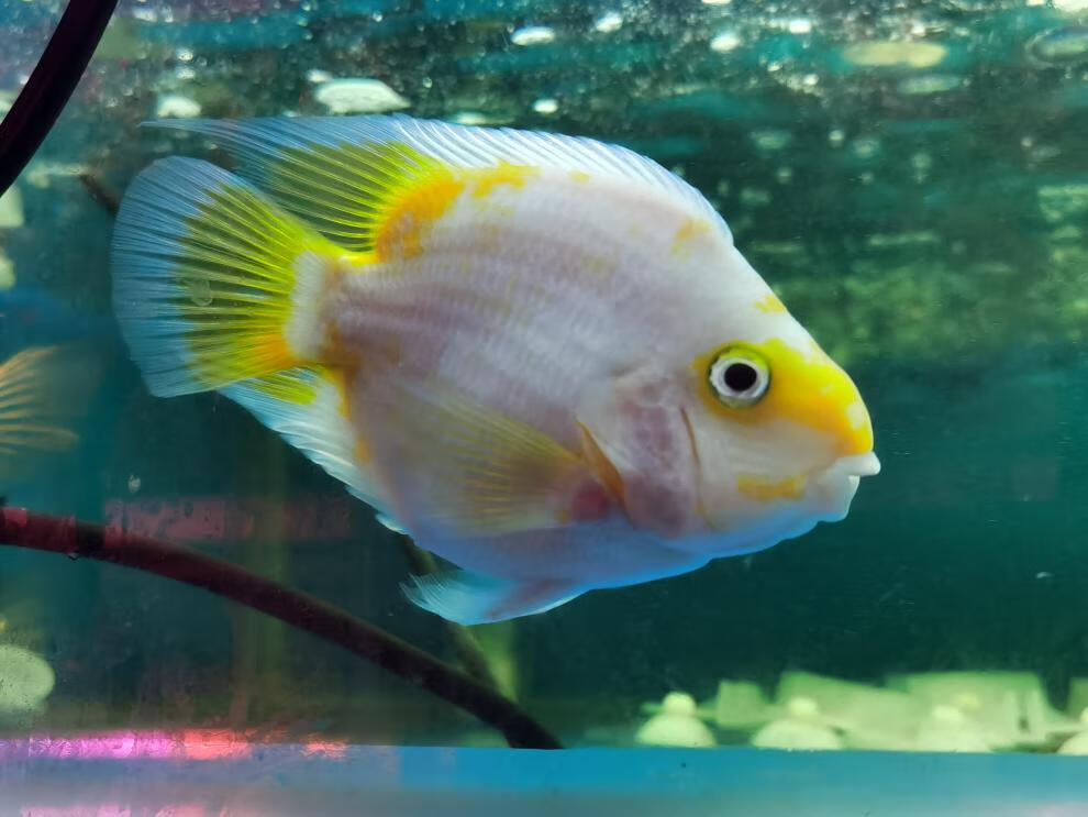 鱼招财发财鱼红白鹦鹉鱼梅花鱼元宝鱼财神活鱼风水鱼黑红黄斑马活体