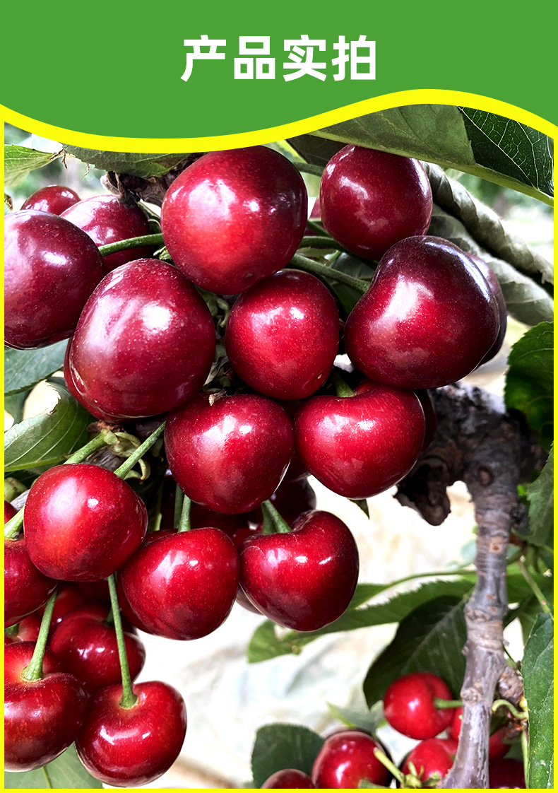大连美早樱桃新鲜水果应季孕妇礼盒国产特大车厘子1000g精选装