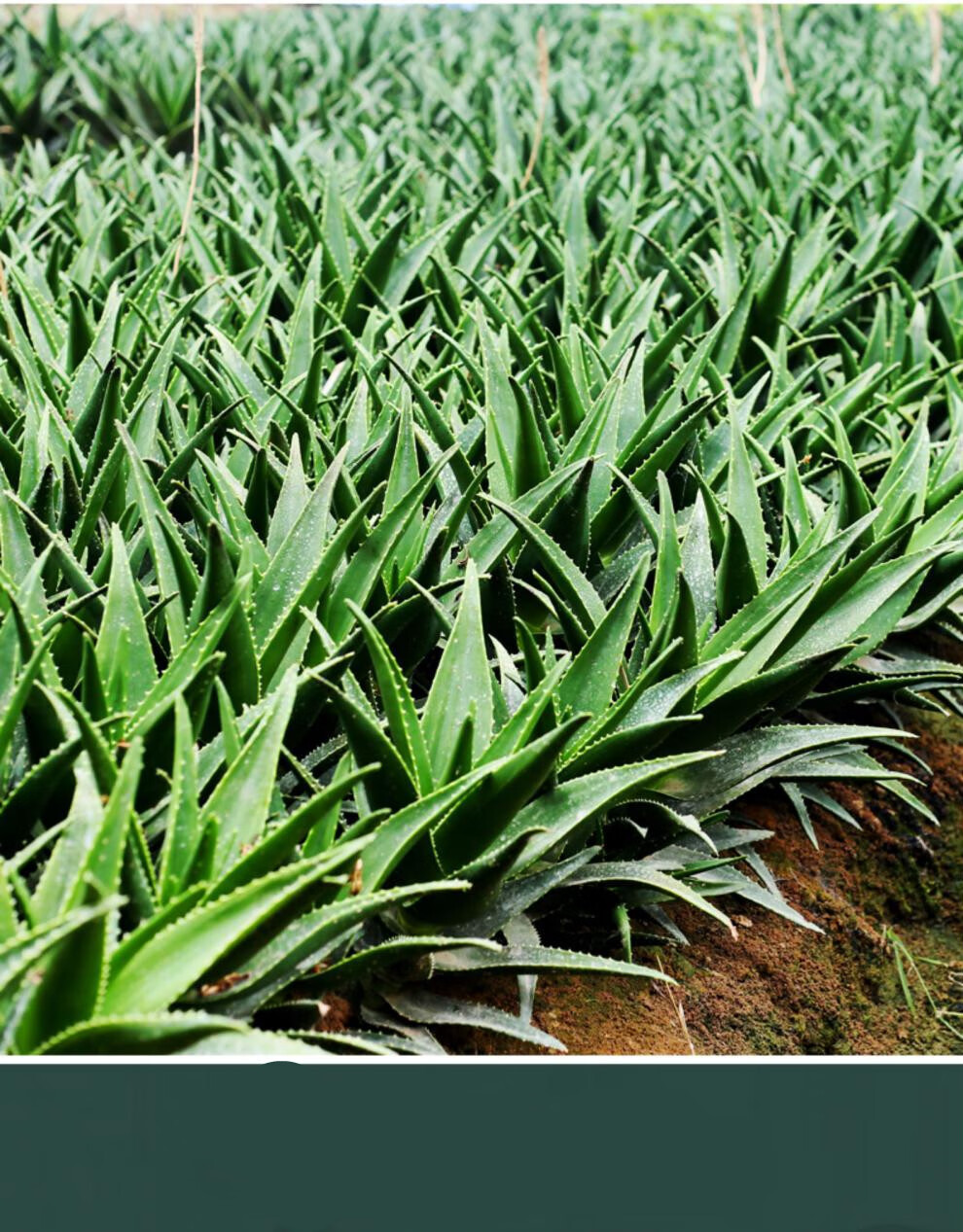 芦荟盆栽植物办公室绿植 大号绿叶白瓷盆美人芦荟 带盆【图片 价格