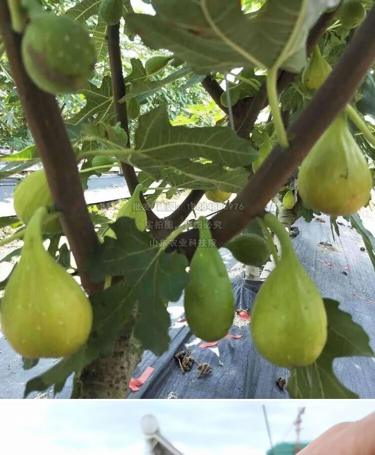 新品种芭劳奈无花果苗特大无花果树苗盆栽地栽种植当年结果果树苗