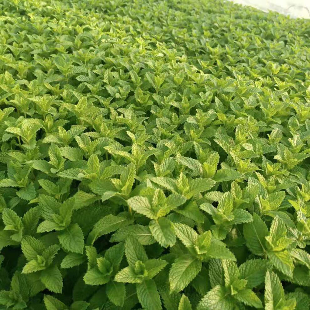 食用清凉薄荷苗盆栽野生驱蚊带泥发货净化空气庭院 土薄荷薄荷【驱蚊