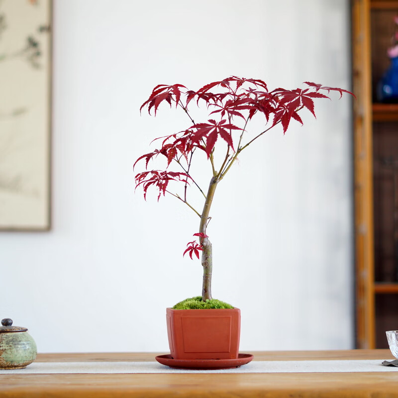 日本红枫红叶苔藓禅意中式山水茶桌面盆景日式盆栽阳台售楼处绿植