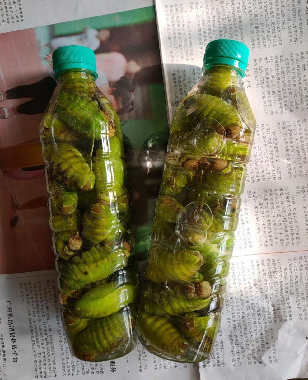 蚕 蚕蛹 茧蛹 东北特产 柞蚕 绿蚕 活蚕 免挤净蚕 蝉蛹 1瓶(净重半斤)