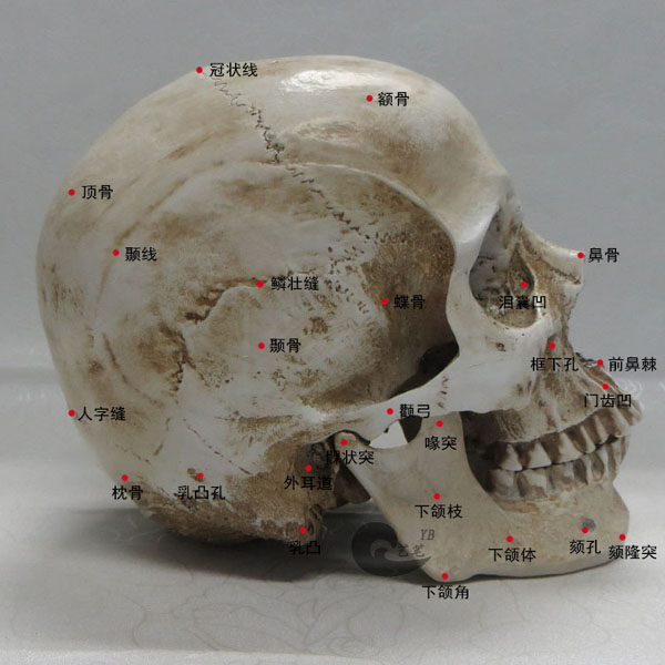 1:1树脂骷髅头绘画 人头骨艺用人体肌肉骨骼解剖头骨模型美术现货 1:1