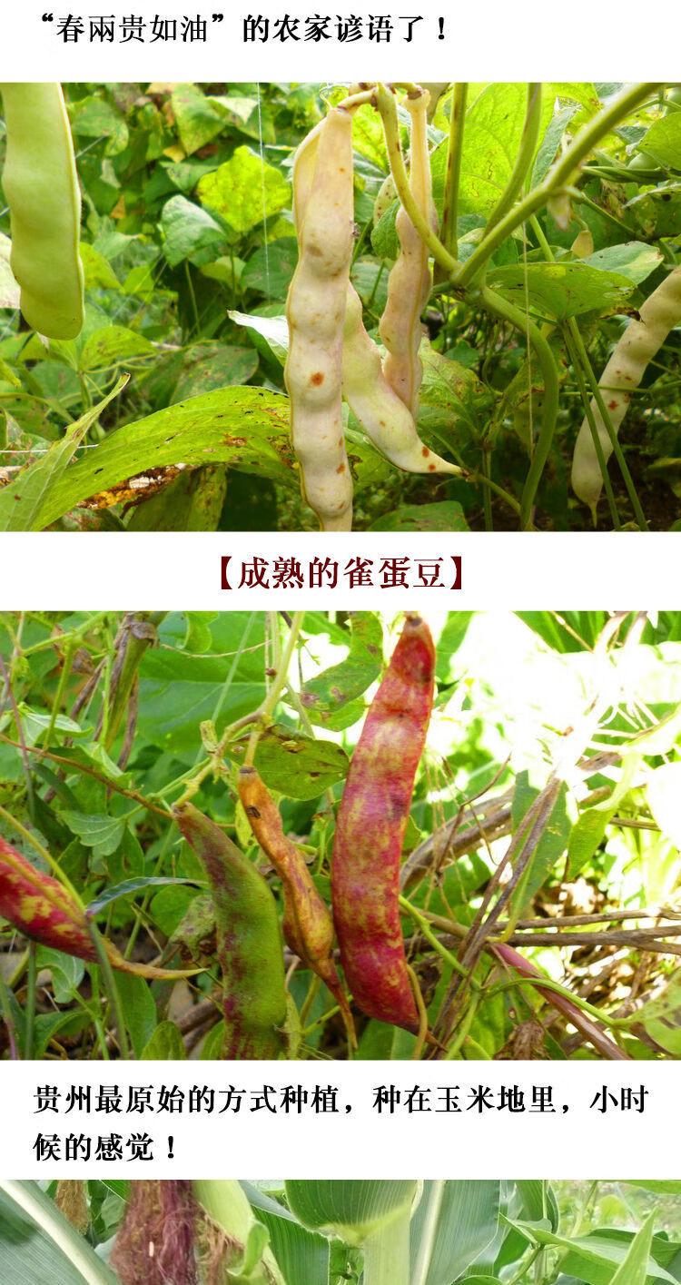 顺丰速运2021新芸豆四季豆花生豆雀蛋豆干豆粗粮花芸豆农产品贵州特产