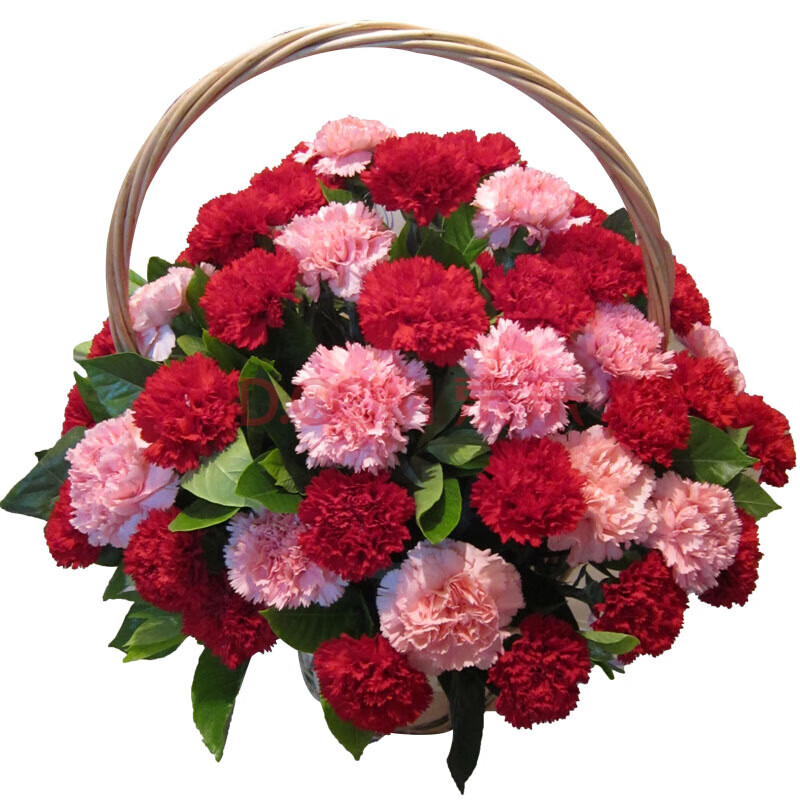 【】重瓣大花康乃馨1000粒混色康乃馨种子四季种植花卉种 a14康乃馨