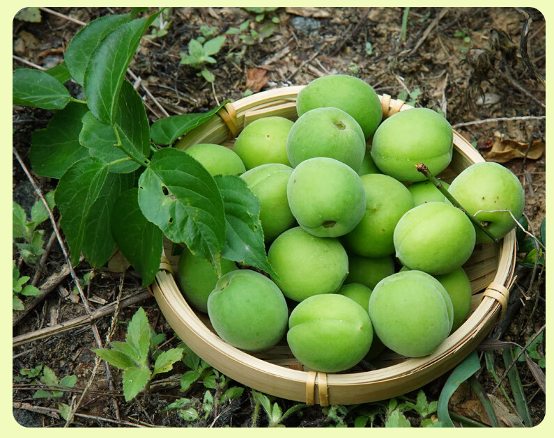 顺丰2022当季青梅鲜果广东野生泡酒水果新鲜酵素梅子青梅果现摘5