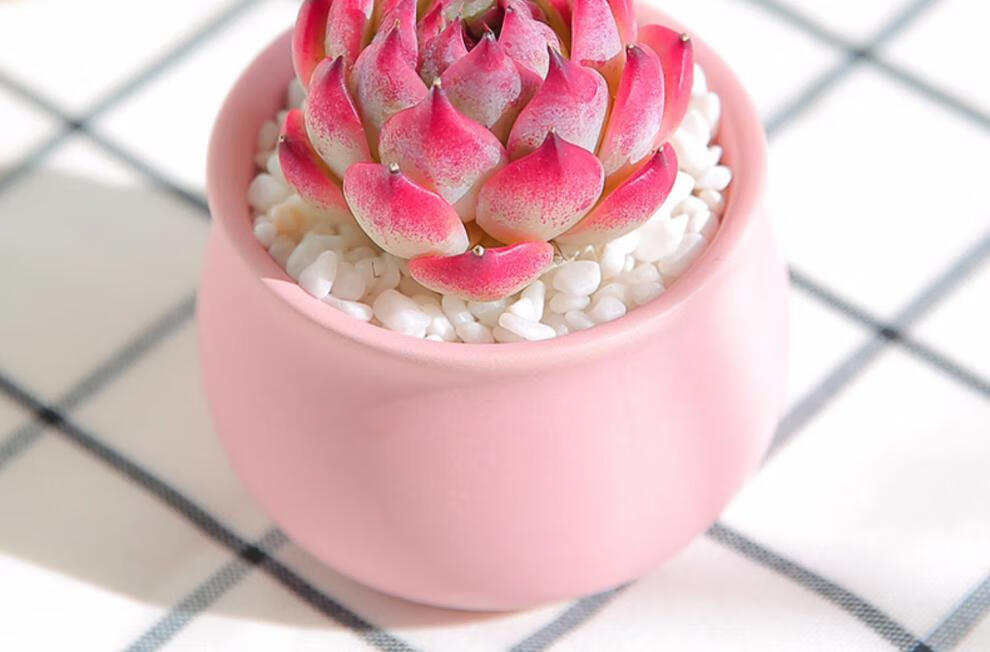 粉色可爱的多肉花盆 粉色可爱多肉花盆肉肉植物室内透气陶瓷小花盆