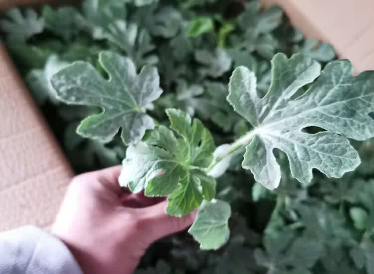 嫁接8424西瓜苗麒麟美都黑美人懒汉巨型盆栽阳台种籽四季水果秧苗