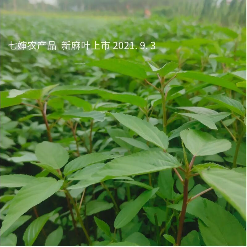 潮汕麻叶菜白麻叶红麻叶脱水麻叶菜潮汕潮阳潮汕麻叶菜脱水麻叶菜真空