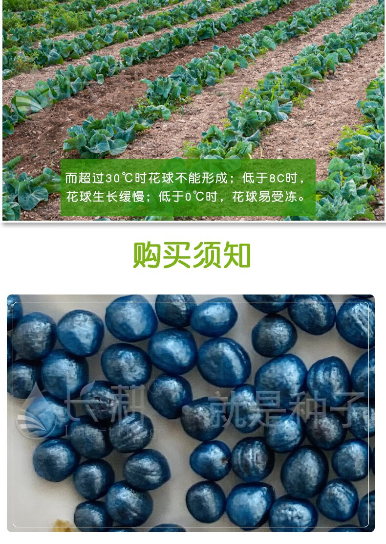 西兰花种子耐寒炎秀曼陀绿秋种籽春四季阳台盆栽花菜种孑 先正达曼陀