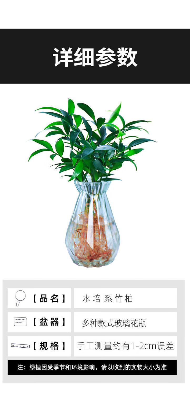 竹柏水培新宠室内客厅绿植四季常青c款玻璃瓶5棵竹彩石