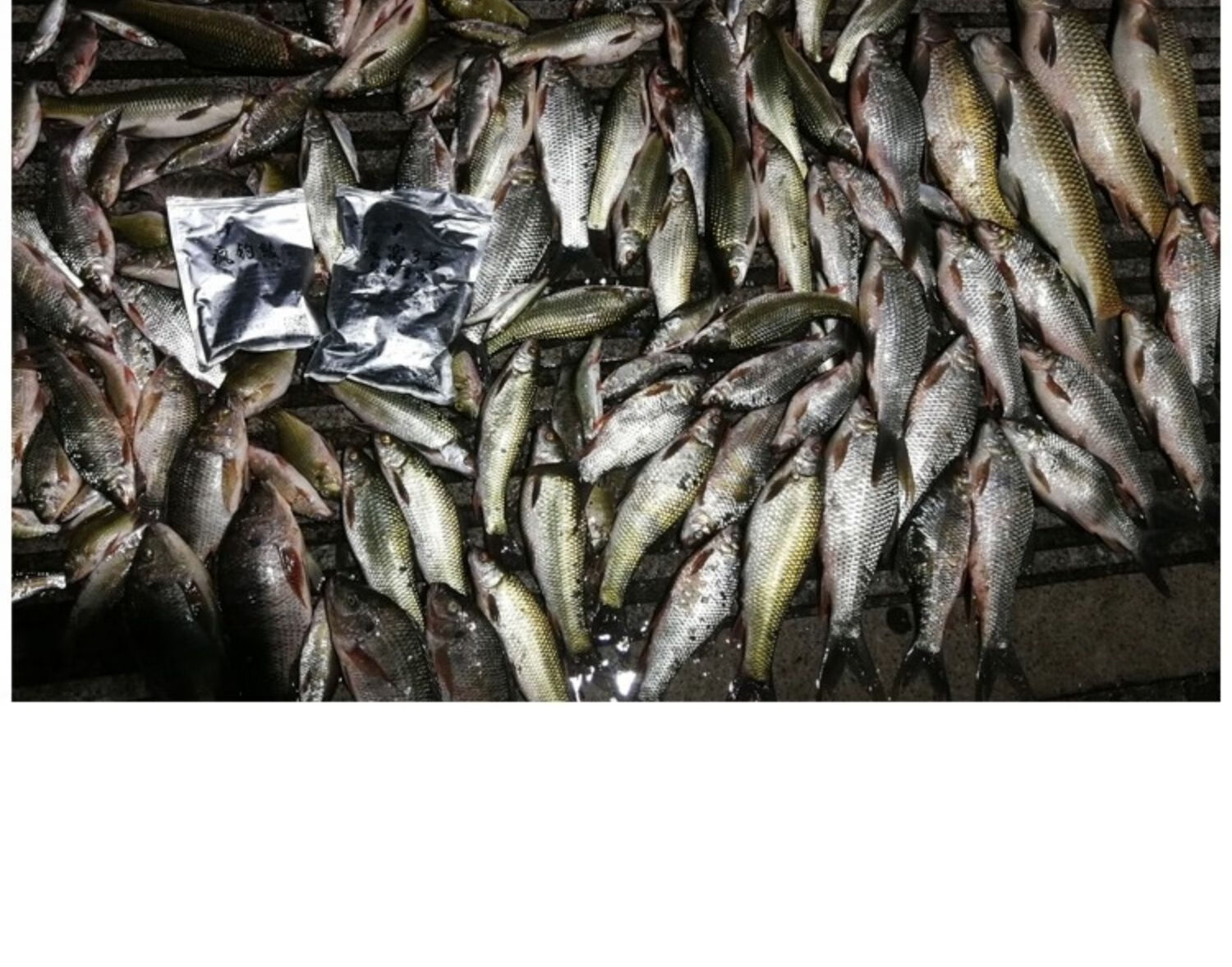 土鲮饵料疯钓鲮鲮鱼石鲮泰鲮土鲮饵料套餐湖库野钓鲮鱼饵料土鲮钓料