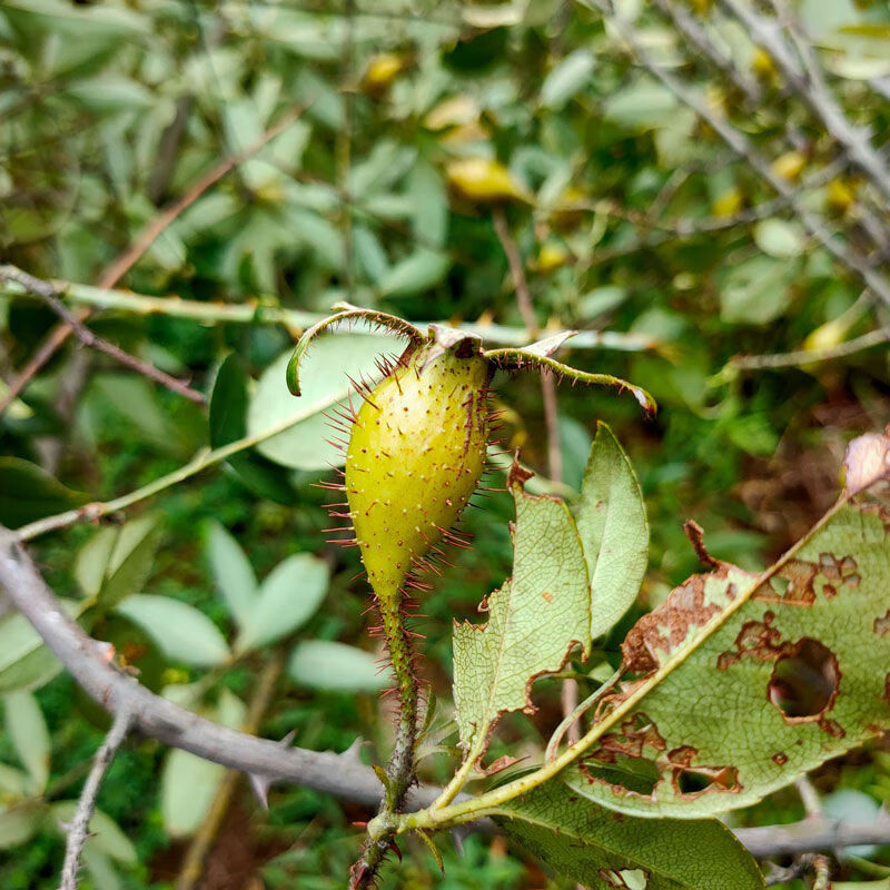 新鲜金樱子农家野刺榆子中药材男人泡酒500g干货金英子 1斤【图片