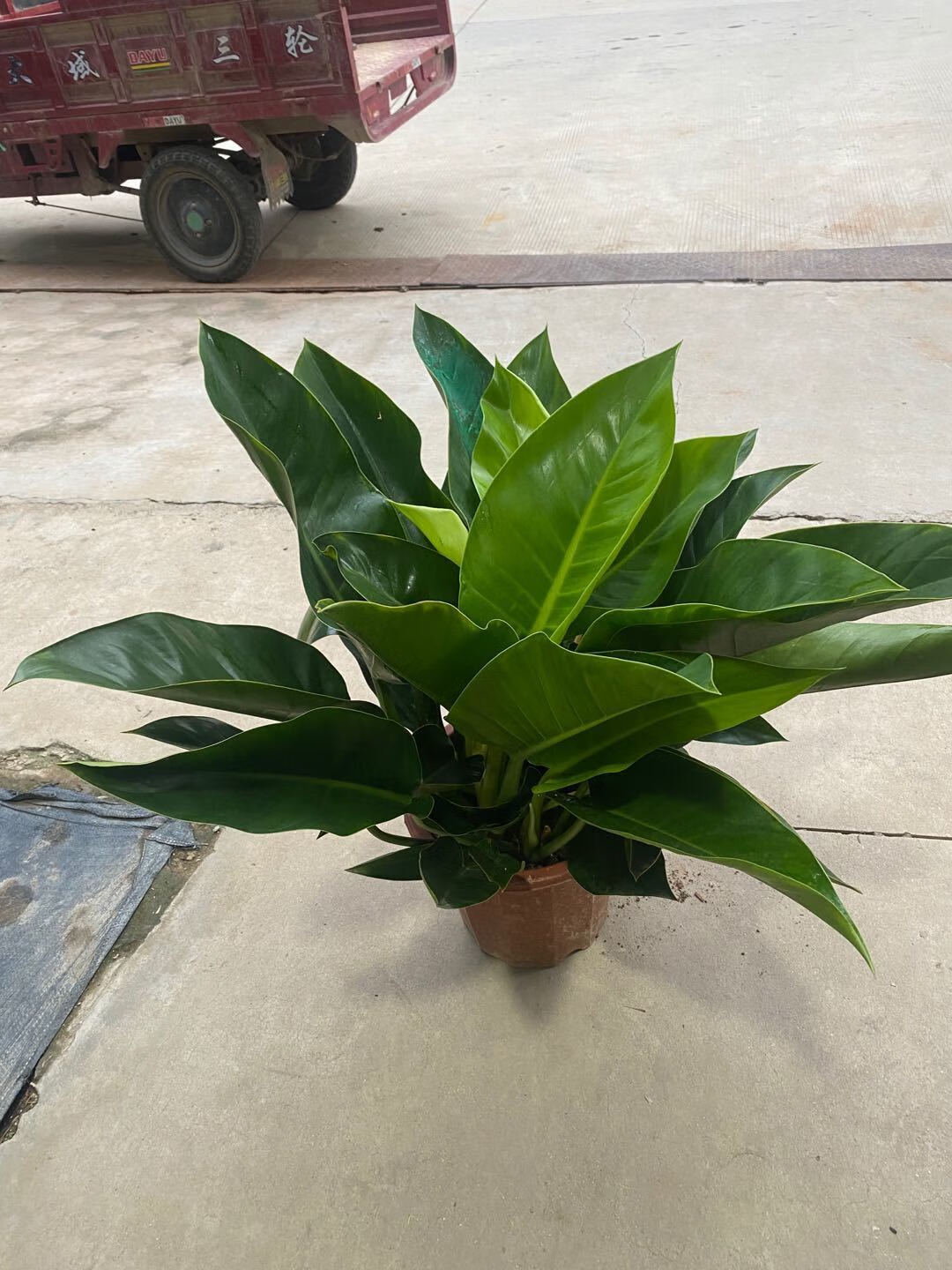 【送货到家】绿钻盆栽金钻蔓绿绒盆景办公室家居室内常绿植物清新空气