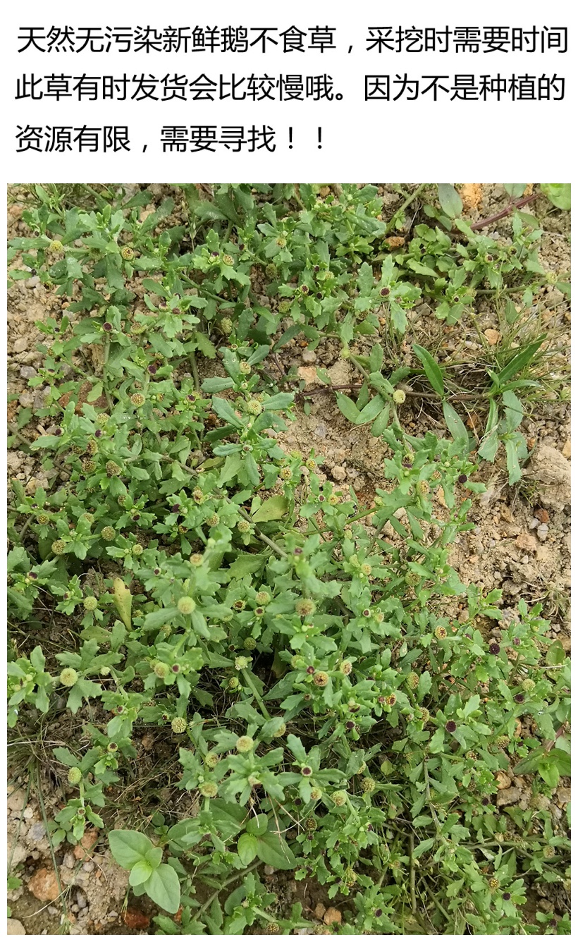 源于花香农家新鲜鹅不食草正宗饿不吃草天然现采食胡荽200克滴鼻中草